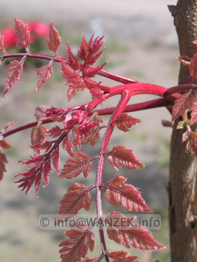 Koelreuteria paniculata 01.jpg